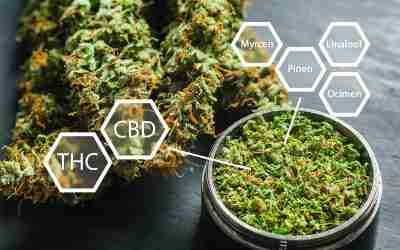 The Entourage Effect Decoded: How Cannabinoid and Terpene Synergy Creates Strain-Specific Experiences