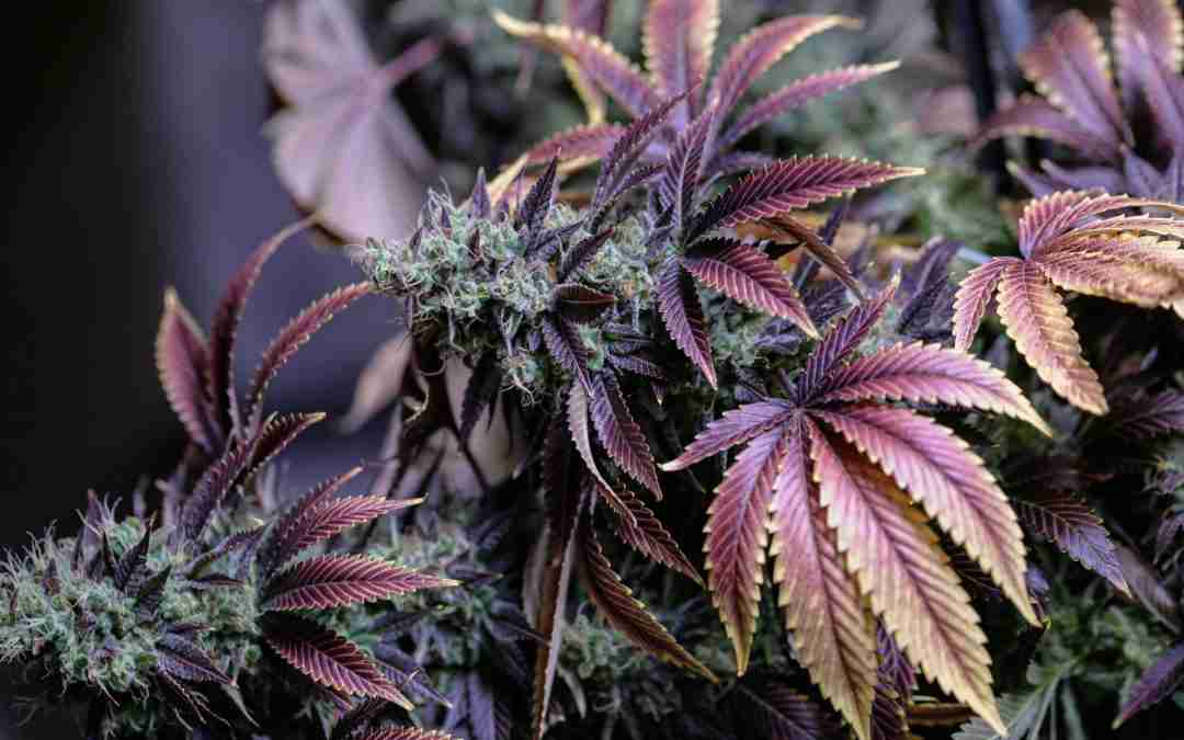 Why Seedlings Die: Examining Stem Rot and Damping Off