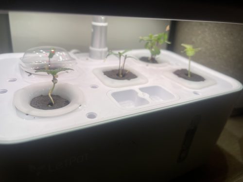 Auto Mimosa Feminized Seeds photo review