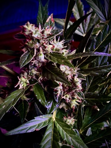 Auto Mimosa Feminized Seeds photo review