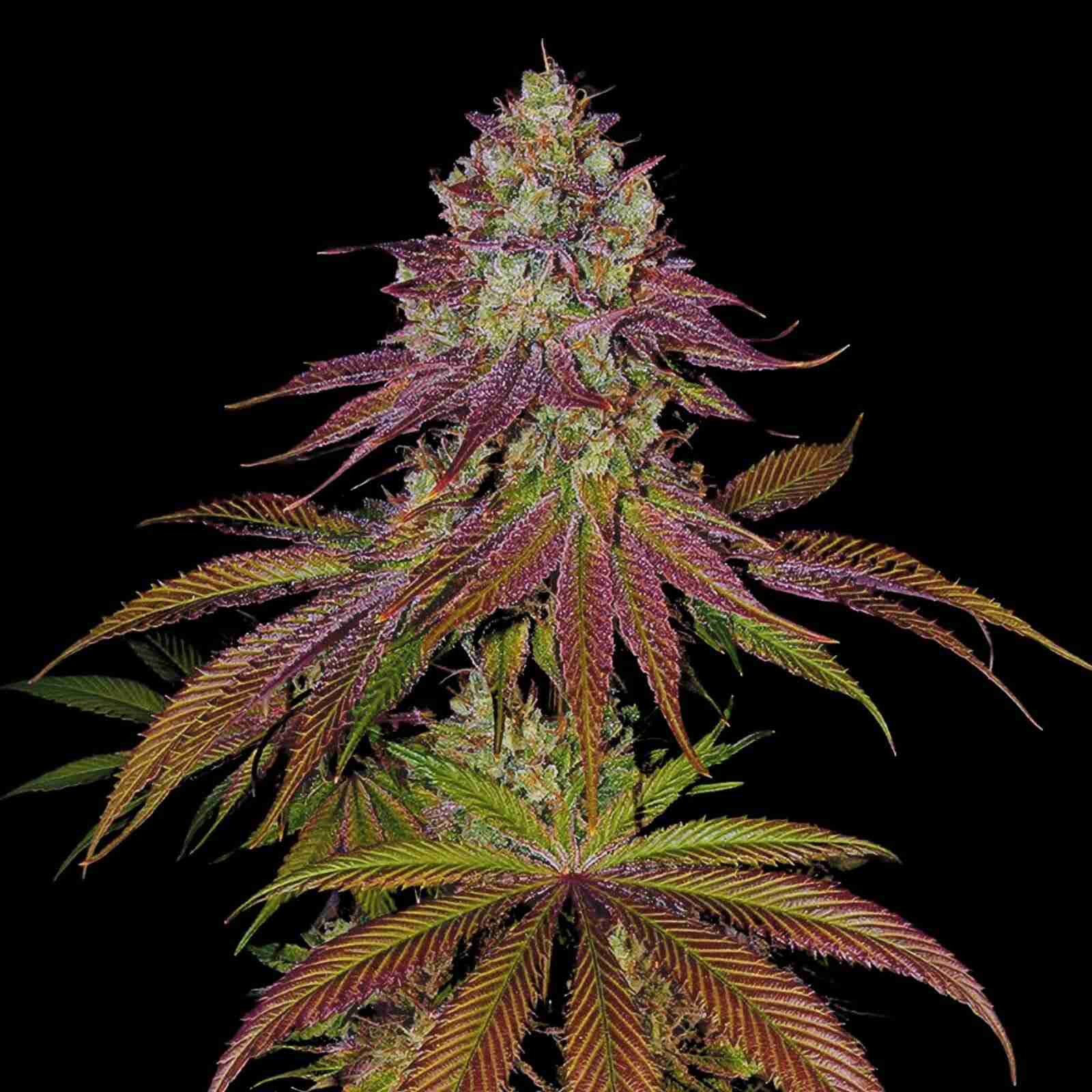Mimosa feminized seeds