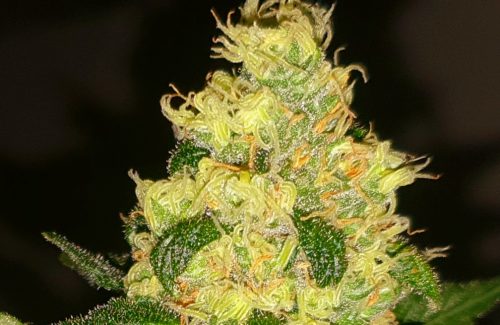 Permanent Marker Feminized Seeds photo review