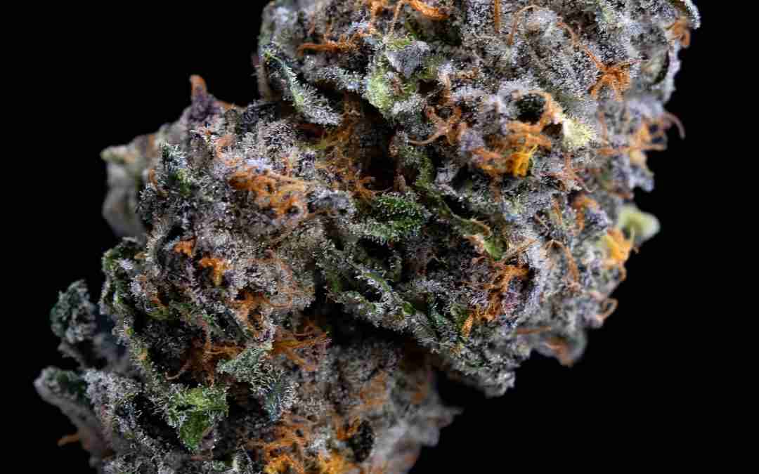 Permanent Marker Seeds Strain Review: The Loudest Drop of 2025 Has Landed