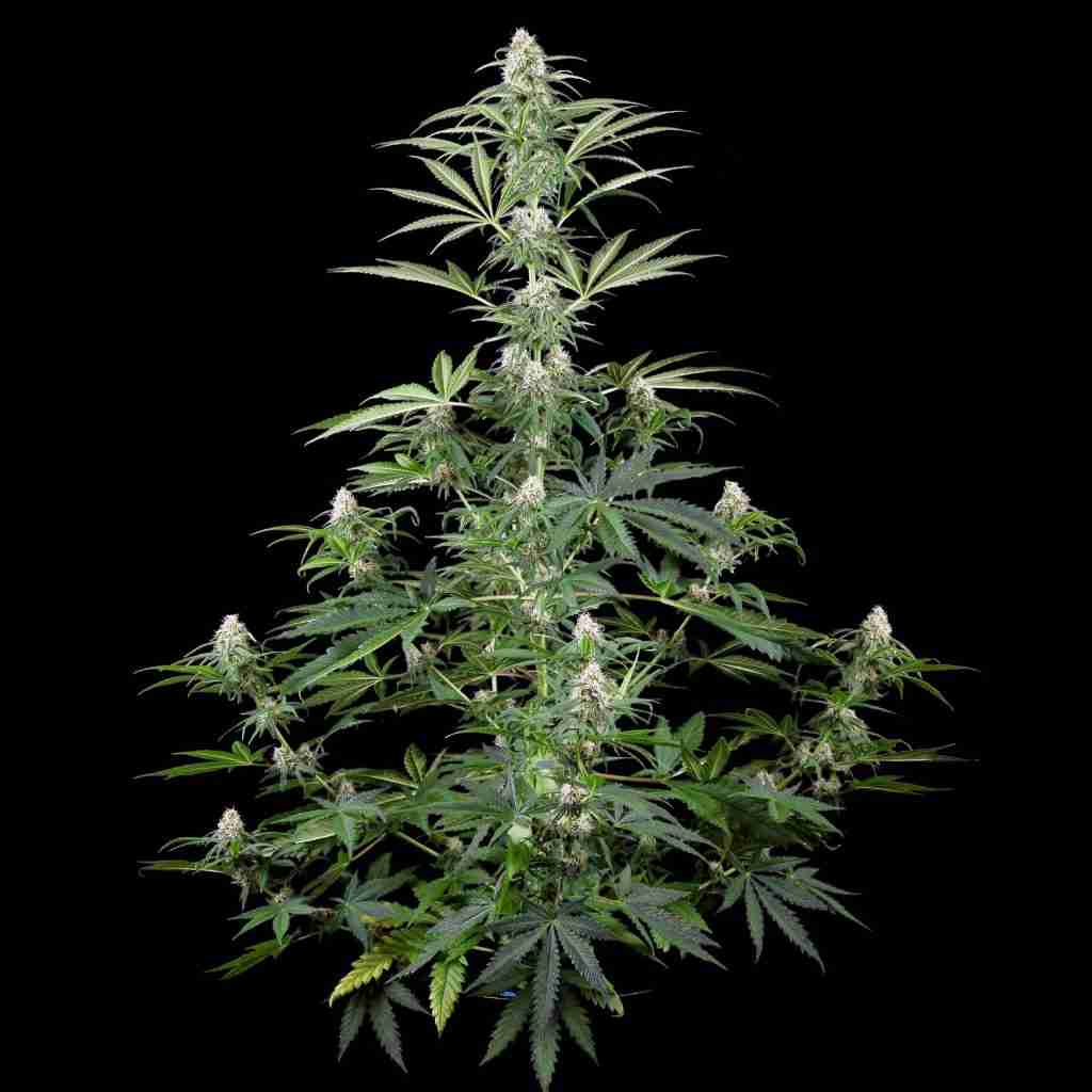 Girl Scout Cookies auto seeds