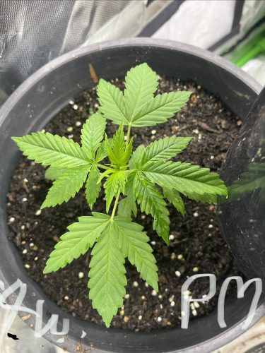 Permanent Marker Feminized Seeds photo review