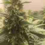 Permanent Marker Feminized Seeds photo review