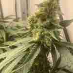 Permanent Marker Feminized Seeds photo review