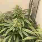 Permanent Marker Feminized Seeds photo review