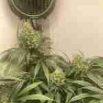 Permanent Marker Feminized Seeds photo review