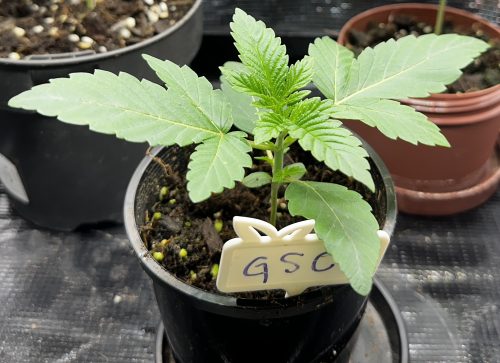 Girl Scout Cookies Feminized Seeds photo review