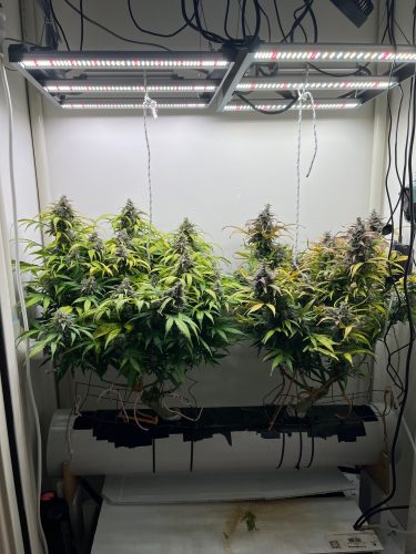 Auto Permanent Marker Feminized Seeds photo review