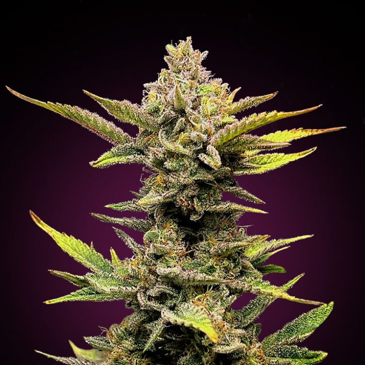 auto girl scout cookies feminised seeds australia GSC autoflower dense cola trichomes
