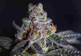 Girl Scout Cookies auto seeds