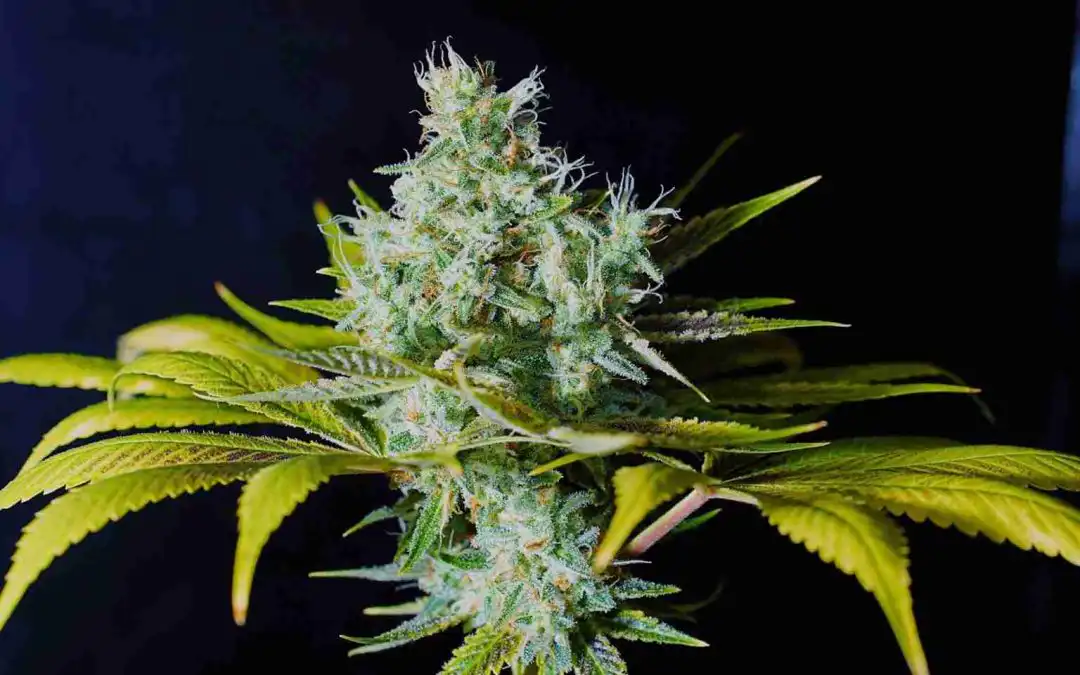Mimosa Strain Review — Purple Punch × Clementine, Grown in Australia