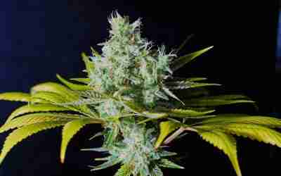 Mimosa Strain Profile: Why This New Release is Taking Australia by Storm