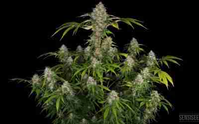 Black Domina Seeds: Australia’s Ultimate Indica Powerhouse