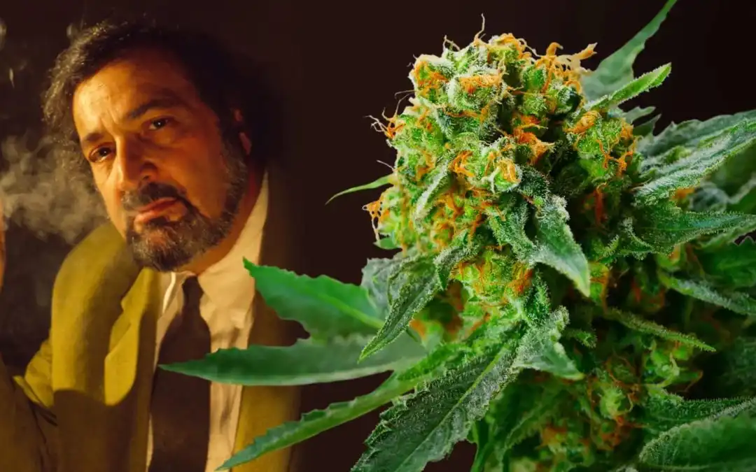 Jack Herer Strain Review — The Hemperor’s Living Legacy