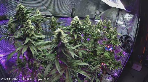 Auto Granddaddy Purple Feminized Seeds photo review