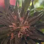 Auto Granddaddy Purple Feminized Seeds photo review