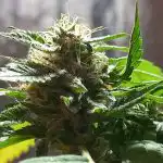 Auto Granddaddy Purple Feminized Seeds photo review
