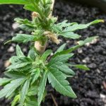 Auto Godfather OG Feminized Seeds photo review