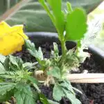 Auto Godfather OG Feminized Seeds photo review