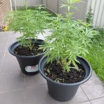 Granddaddy Purple Feminized Seeds photo review