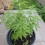 Granddaddy Purple Feminized Seeds photo review