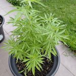 Granddaddy Purple Feminized Seeds photo review