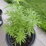 Granddaddy Purple Feminized Seeds photo review