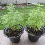 Granddaddy Purple Feminized Seeds photo review