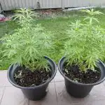 Granddaddy Purple Feminized Seeds photo review