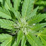 Granddaddy Purple Feminized Seeds photo review