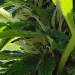 Granddaddy Purple Feminized Seeds photo review