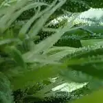 Granddaddy Purple Feminized Seeds photo review