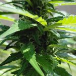 Granddaddy Purple Feminized Seeds photo review