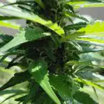 Granddaddy Purple Feminized Seeds photo review