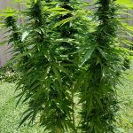 Granddaddy Purple Feminized Seeds photo review