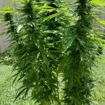 Granddaddy Purple Feminized Seeds photo review