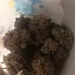 Godfather OG Feminized Seeds photo review