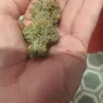 Godfather OG Feminized Seeds photo review