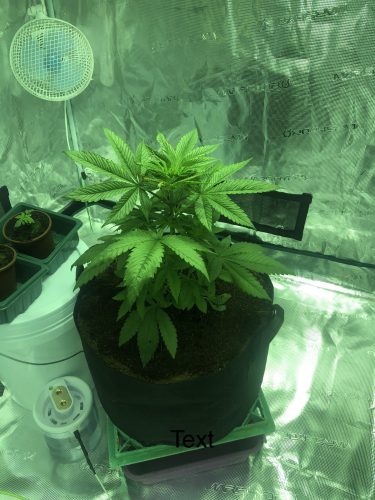 Granddaddy Purple Feminized Seeds photo review