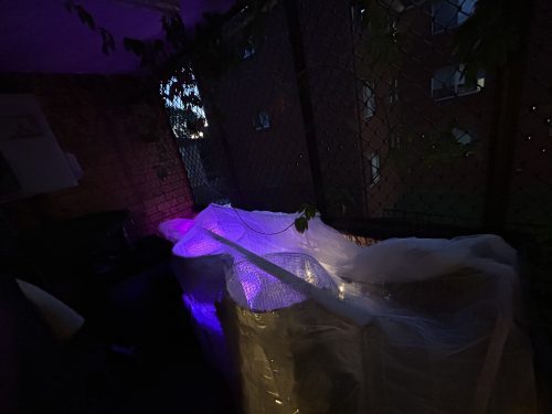 Auto Granddaddy Purple Feminized Seeds photo review