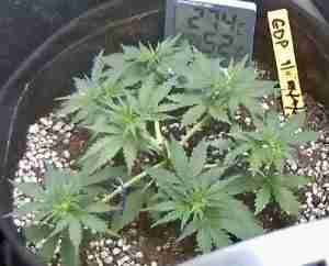 Auto Granddaddy Purple Feminized Seeds photo review