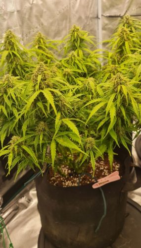 Auto Godfather OG Feminized Seeds photo review