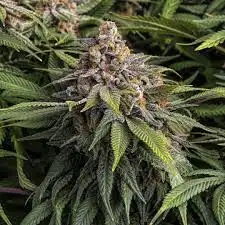 Auto Granddaddy Purple buds with rich purple-green coloration, thick trichome layer, and mature amber pistils