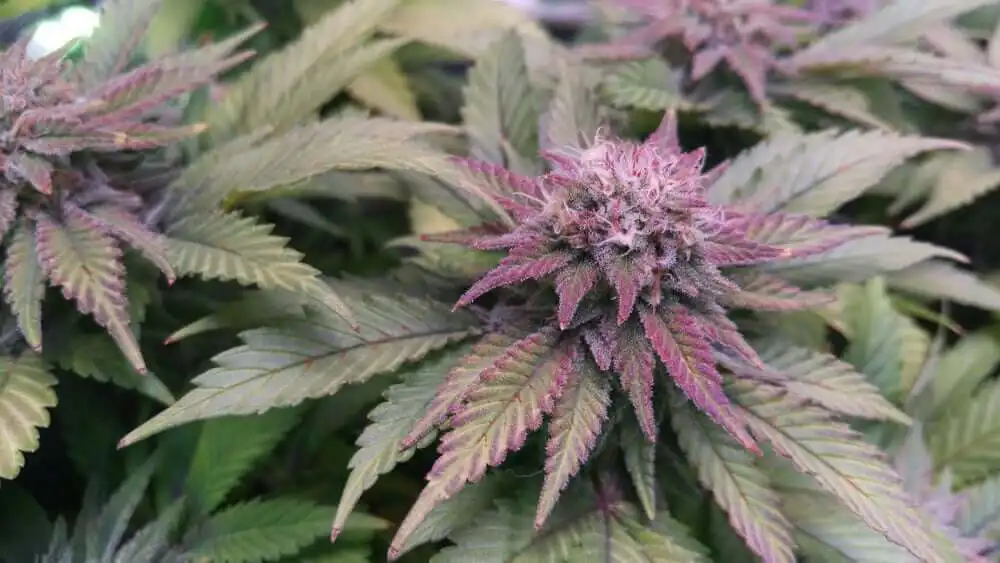 Auto Granddaddy Purple buds with rich purple-green coloration, thick trichome layer, and mature amber pistils