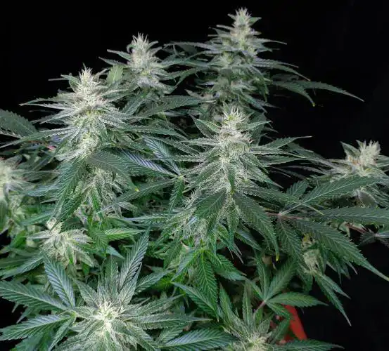 Godfather OG cannabis strain showing vigorous branching and multiple cola development in early flower