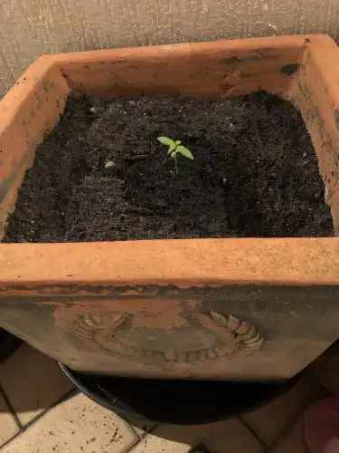 Auto Granddaddy Purple Feminized Seeds photo review