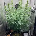 CBD Charlotte's Web Feminized Seeds photo review